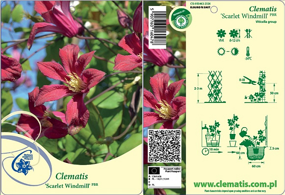 Клематис фиолетовый Скарлет Увиндмилл