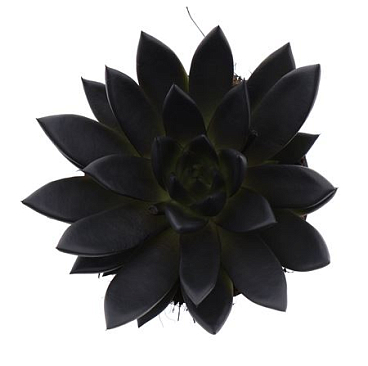 Echeveria Rainbow Deep Black