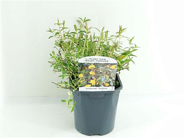 Hypericum Mos Tricolor