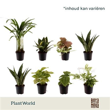Plant Mix Keen On Green Mix (decorum)