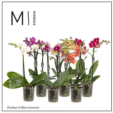 Phal 2st Mix 16+ (mimesis)