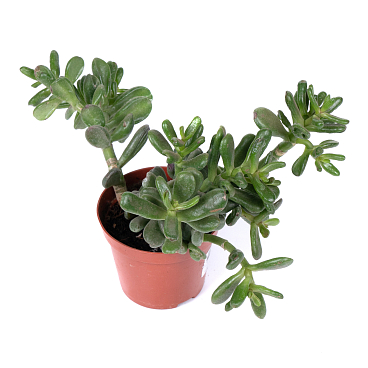 Крассула Хорнтри