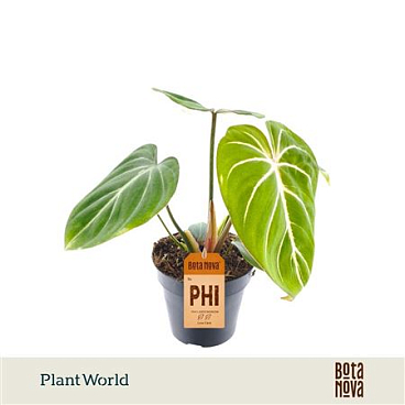 Philodendron Gloriosum Zebra