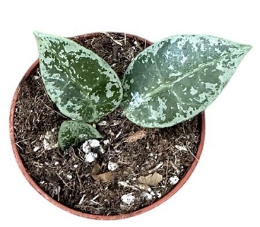 Hoya Lacunosa Snow Leopard