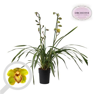 Cymbidium 3st Green