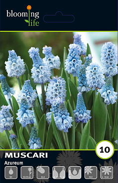 Мускари лазурный | Оптовая цветочная компания «Флора Групп» Мускари лазурный