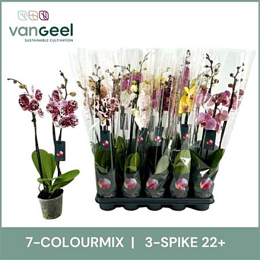 Phal 3st Mix 7 Colours 20+ (van Geel)