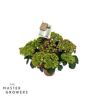 Hydrangea Ma Hi Fire Lila 5+