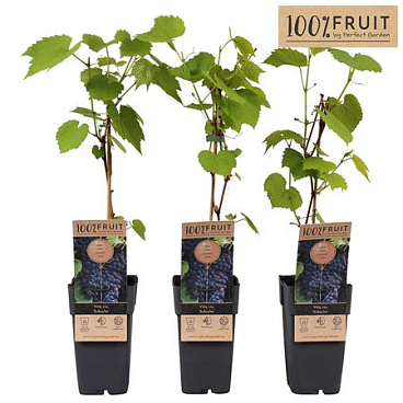 Vitis Schuyler