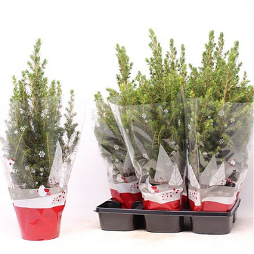 Picea Glauca Conica Red Sleeve