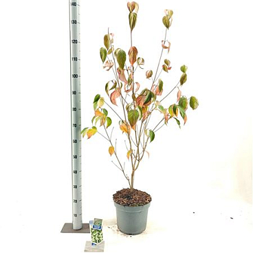 Cornus Kousa China Girl
