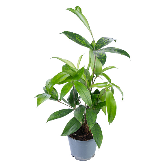 Драцена суркулоза | Оптовая цветочная компания «Флора Групп» Драцена суркулоза