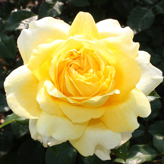 Роза чайно-гибридная Ландора