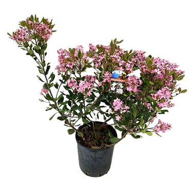Rhaphiolepis Indica