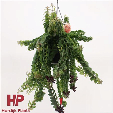 Aeschynanthus Twister Xl Hanging Pot
