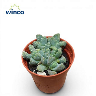 Aloinopsis Luckhoffii