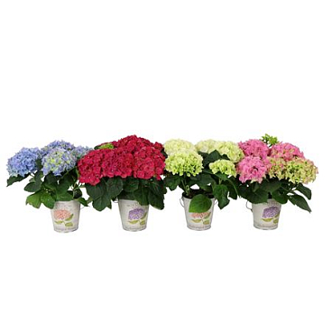 Hydrangea Ma Mix 3+ Metal Bucket
