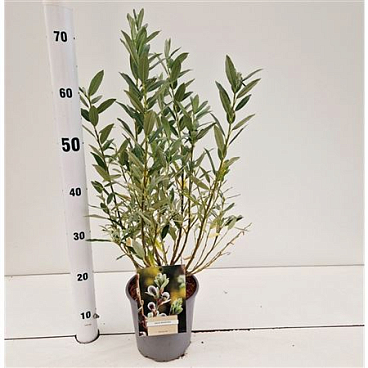 Salix Helvetica