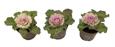 Brassica Smooth Red