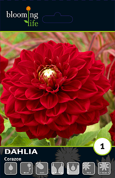 Георгина декоративная Корасон