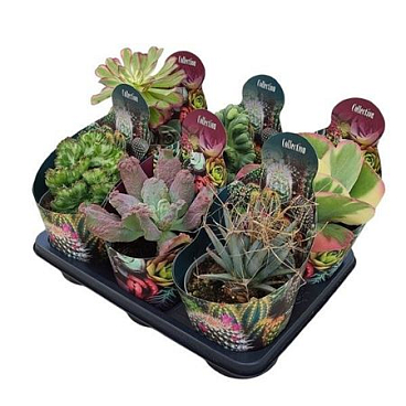 Mix Cactus E Succulente Collection Potcover