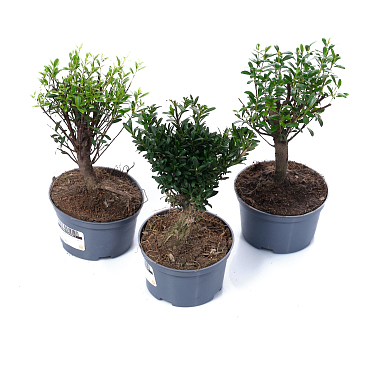 Бонсай Микс
