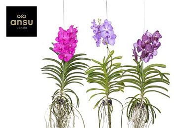 Vanda Velvet Black Berry Xl
