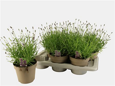 Lavandula Angustifolia 'essence Purple'