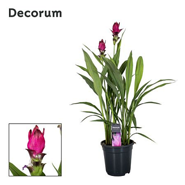 Curcuma Skyline 2+ (decorum)