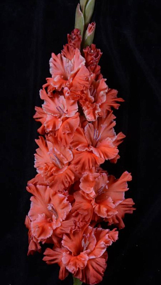 Гладиолус крупноцветковый Вождь Краснокожих