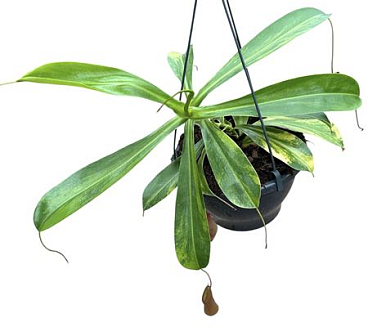 Nepenthes Alata Aurea