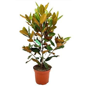 Magnolia Grandiflora