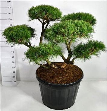 Pinus Nigra Pierrick Bregeon