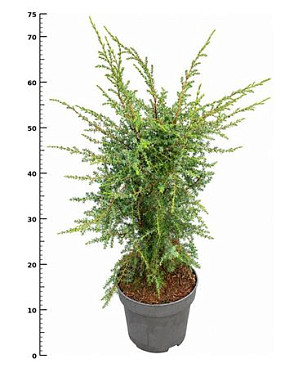 Juniperus Comm Suecica