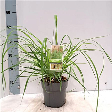 Pennisetum Alo Red Head