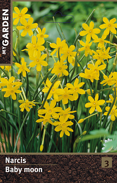 Нарцисс ботанический Бейби Мун