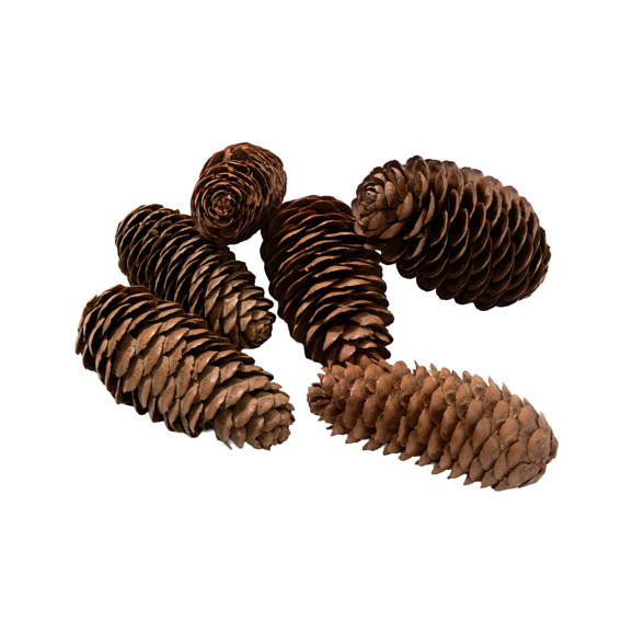 Рододендрон гибридный Эрато