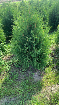 Туя западная Пирамидалис Компакта