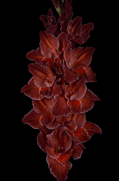 Гладиолус крупноцветковый Старый Саквояж