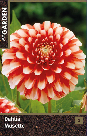 Георгина бордюрная Мьюзет