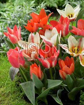 Тюльпан гибрид грейга Микс