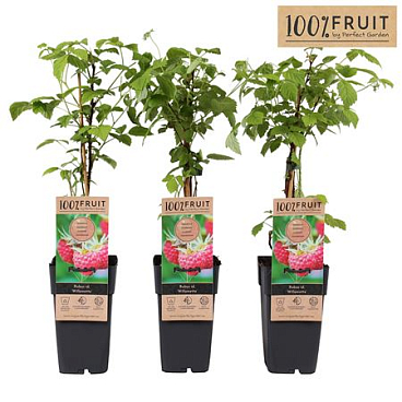 Rubus Idaeus Willamette