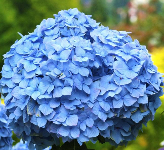 Гортензия крупнолистная Никко Блю