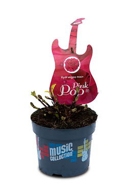 Гортензия крупнолистная музыкальная коллекция пинк микс