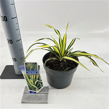 Yucca Filamentosa Color Guard