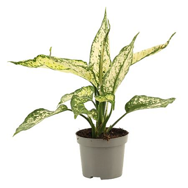 Aglaonema White Diamond 9 Cm