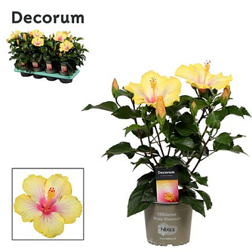 Hibiscus Cocktail Bicolor White/yellow 5+ (decorum