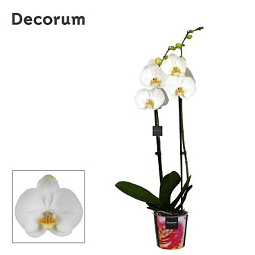 Phal 2st White 16+ (bernhard)