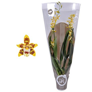 Odontoglossum 2st Mix Showsleeve