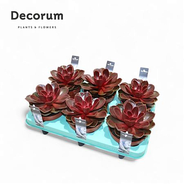 Echeveria Red Ruby (decorum) +steker